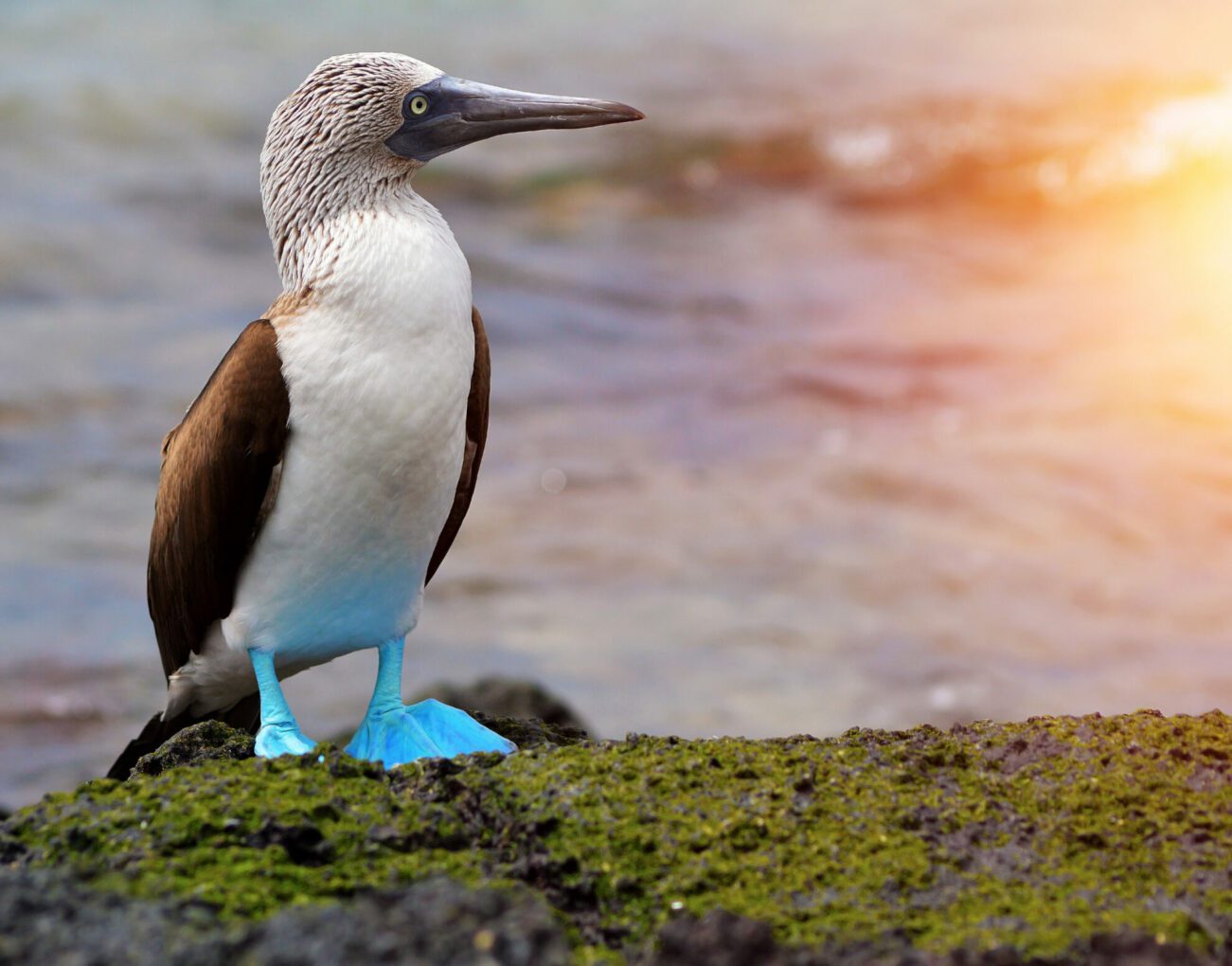 Croisière de luxe aux Galapagos