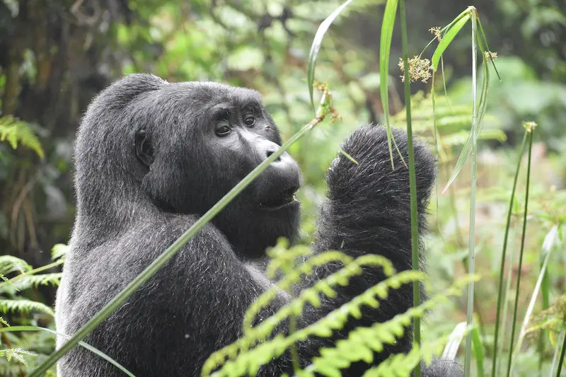 Rwanda: Gorilla Trek Extension