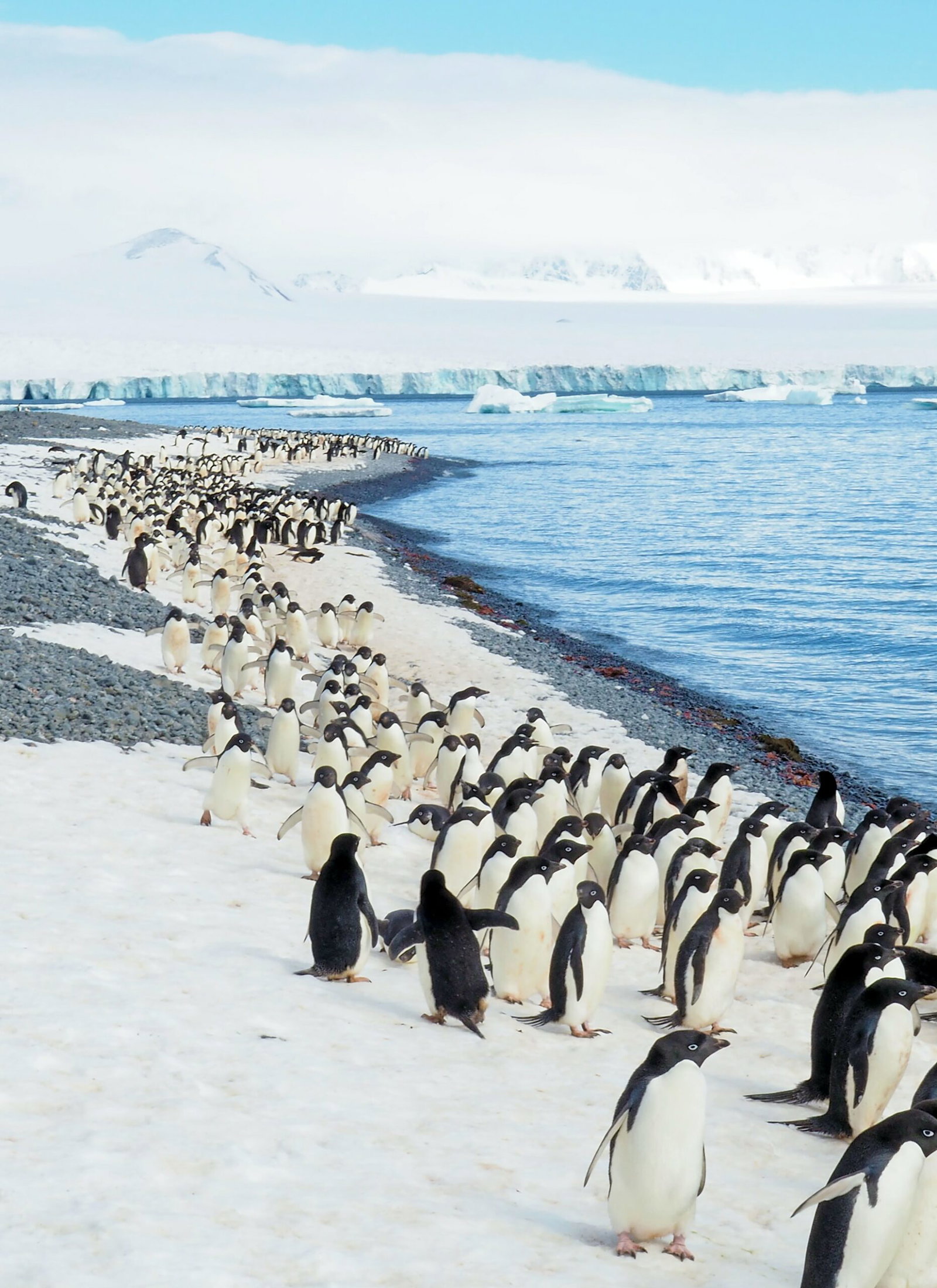 Journey to Antarctica – A Luxury Expedition Aboard Atlas's World Navigator