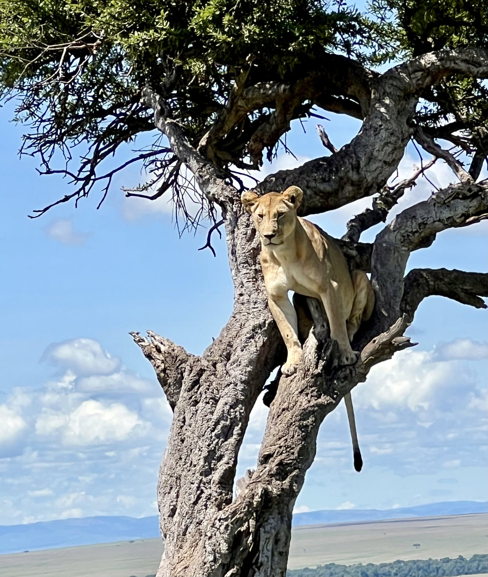 Luxury Safaris in Kenya & Gorilla Trekking in Rwanda
