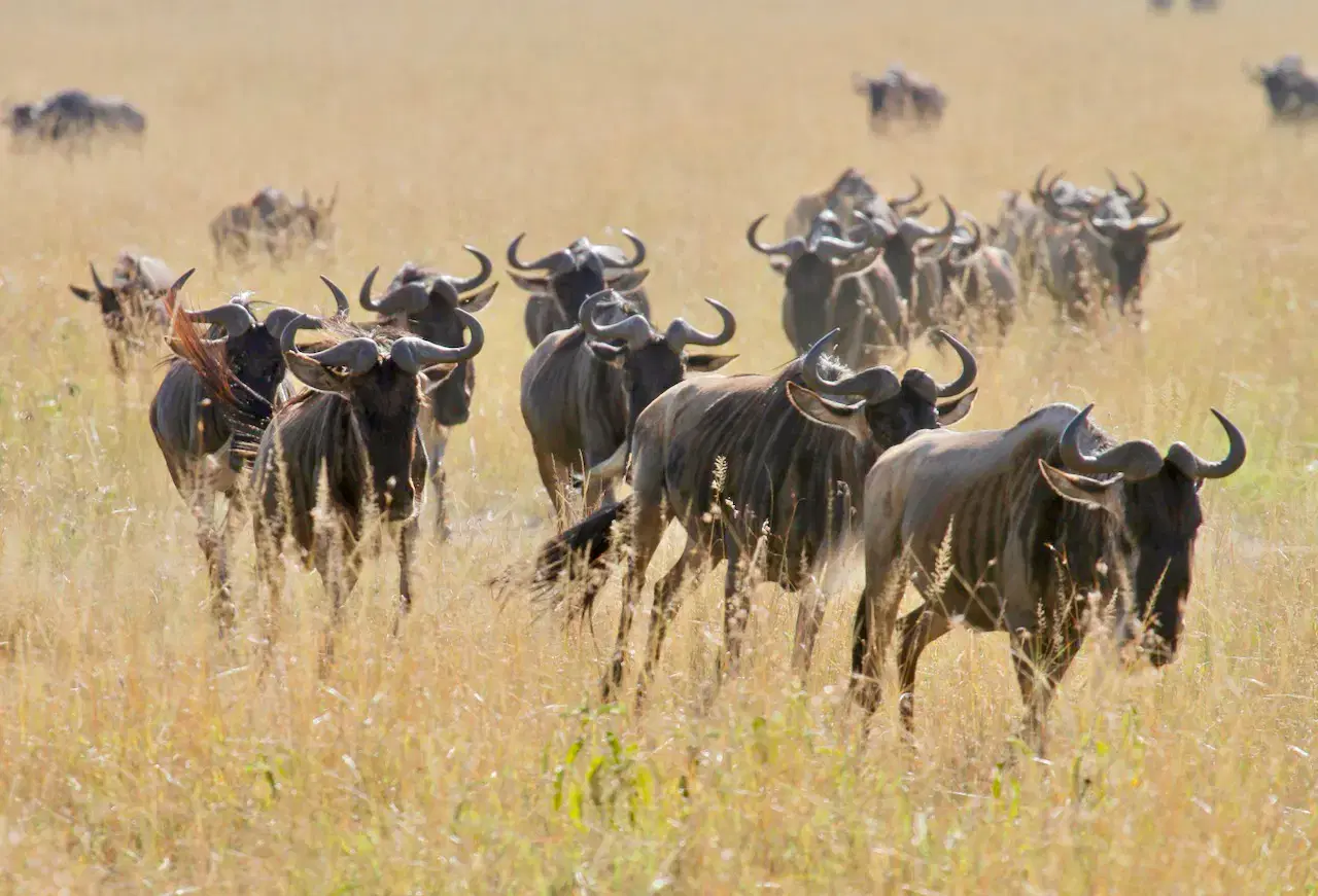 Kenya: Safaris & Savannahs 