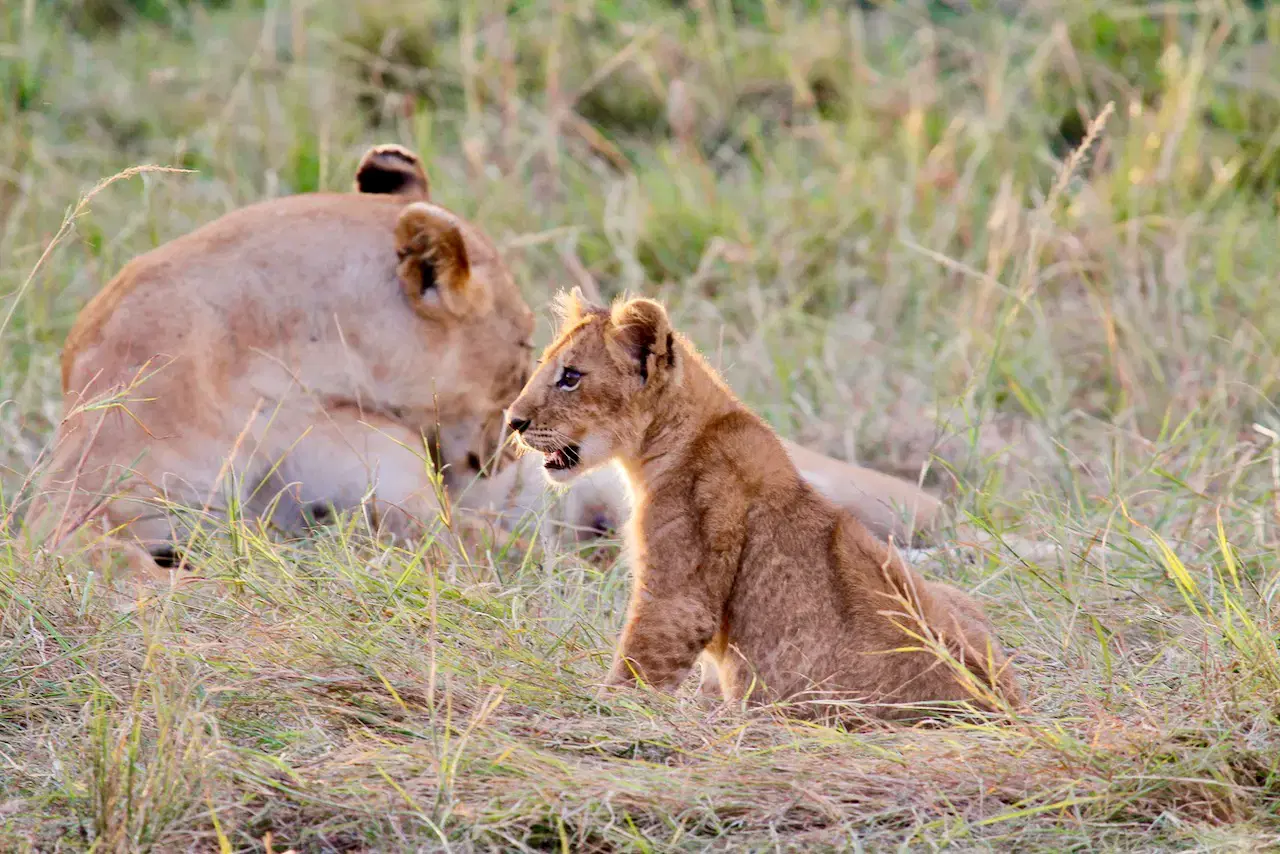 Kenya: Safaris & Savannahs 