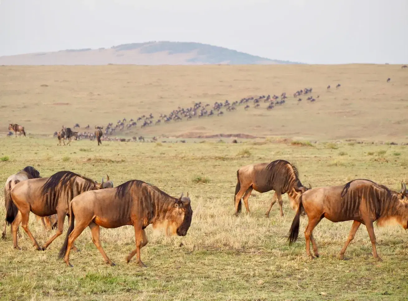 Kenya: Safaris & Savannahs 