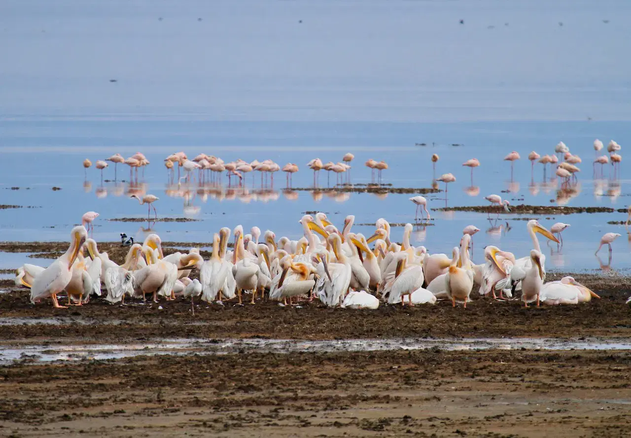 Kenya: Safaris & Savannahs 