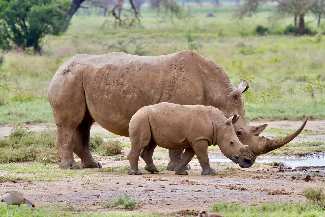 Kenya: Safaris & Savannahs 