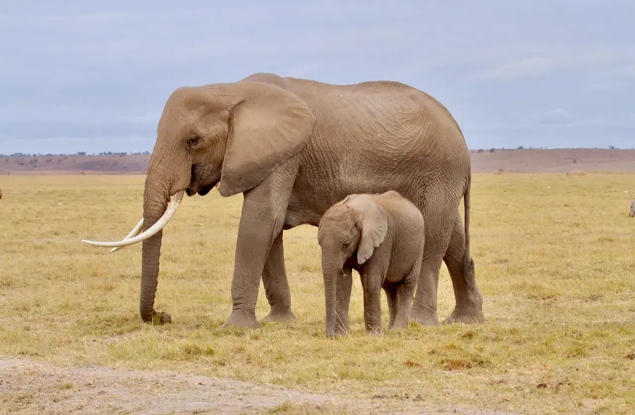 Kenya: Safaris & Savannahs 