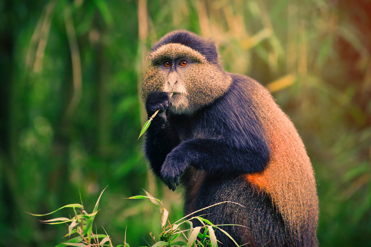 Rwanda Primate Safari